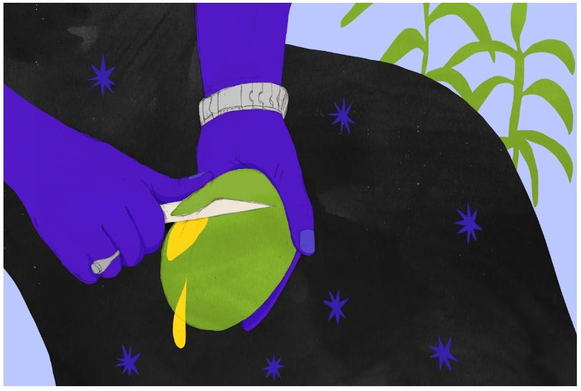 ilustracion mango en Senegal