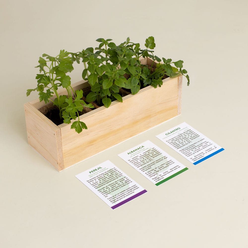 Kit Autocultivo Gourmet (perejil, albahaca y cilantro)