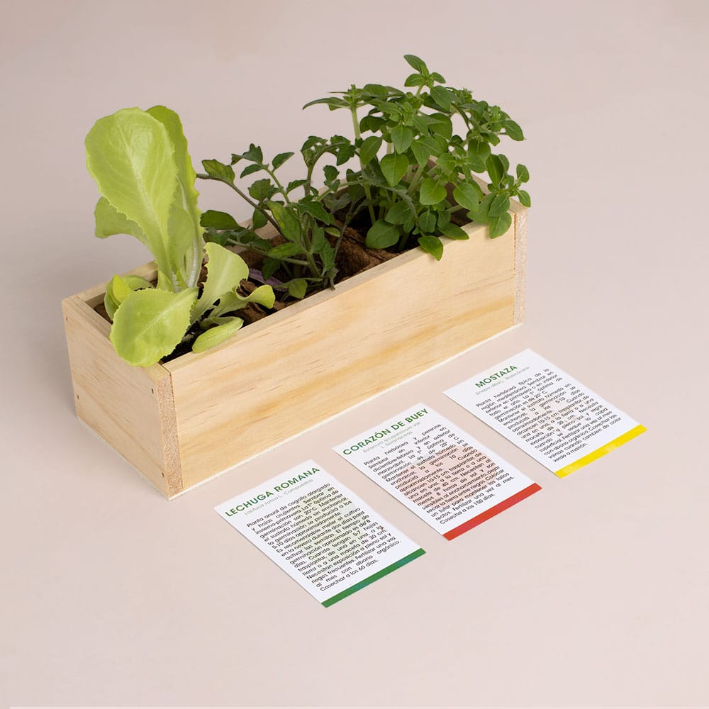 Kit Autocultivo Hamburguesa (Lechuga, tomate y mostaza)