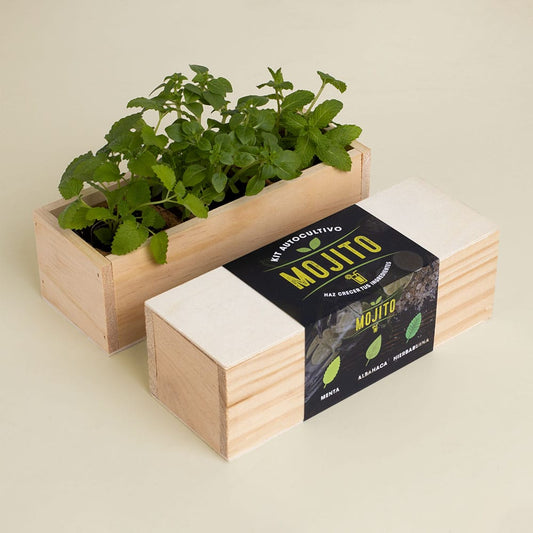 Kit Autocultivo Mojito (menta, albahaca y hierbabuena)