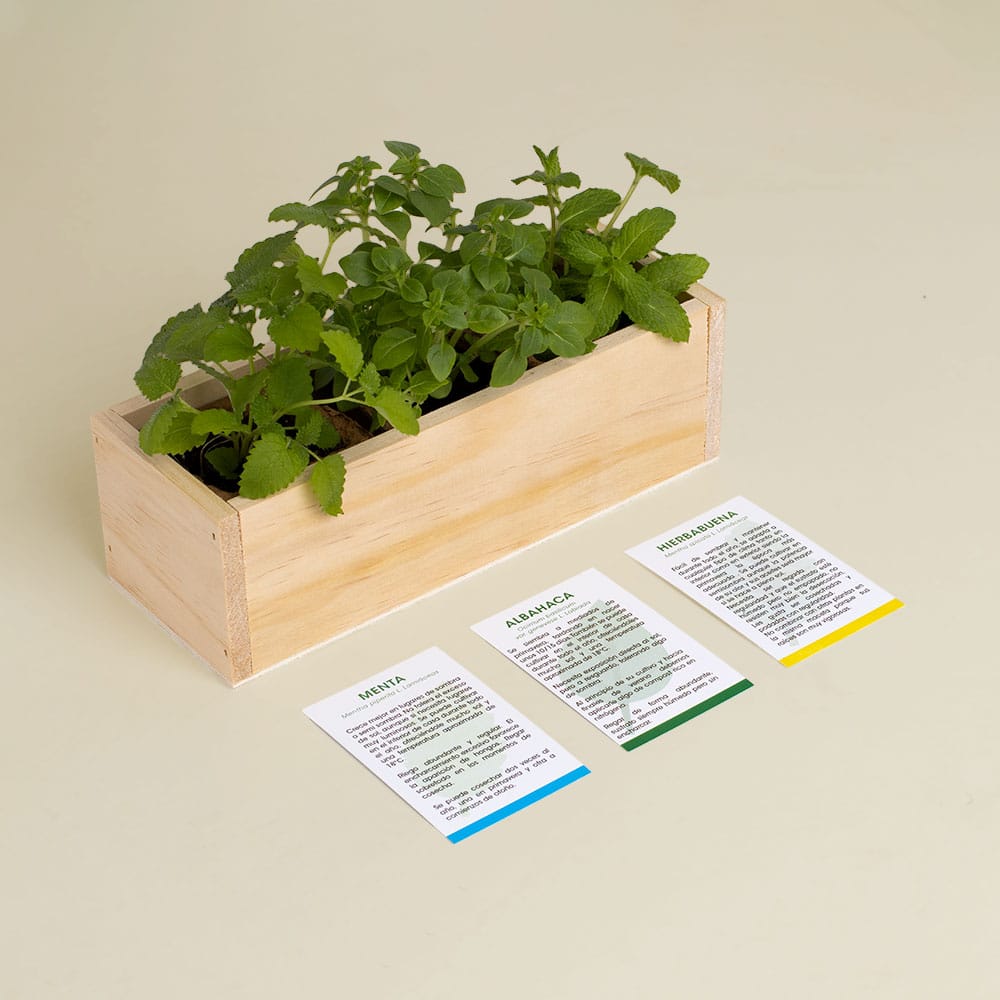 Kit Autocultivo Mojito (menta, albahaca y hierbabuena)