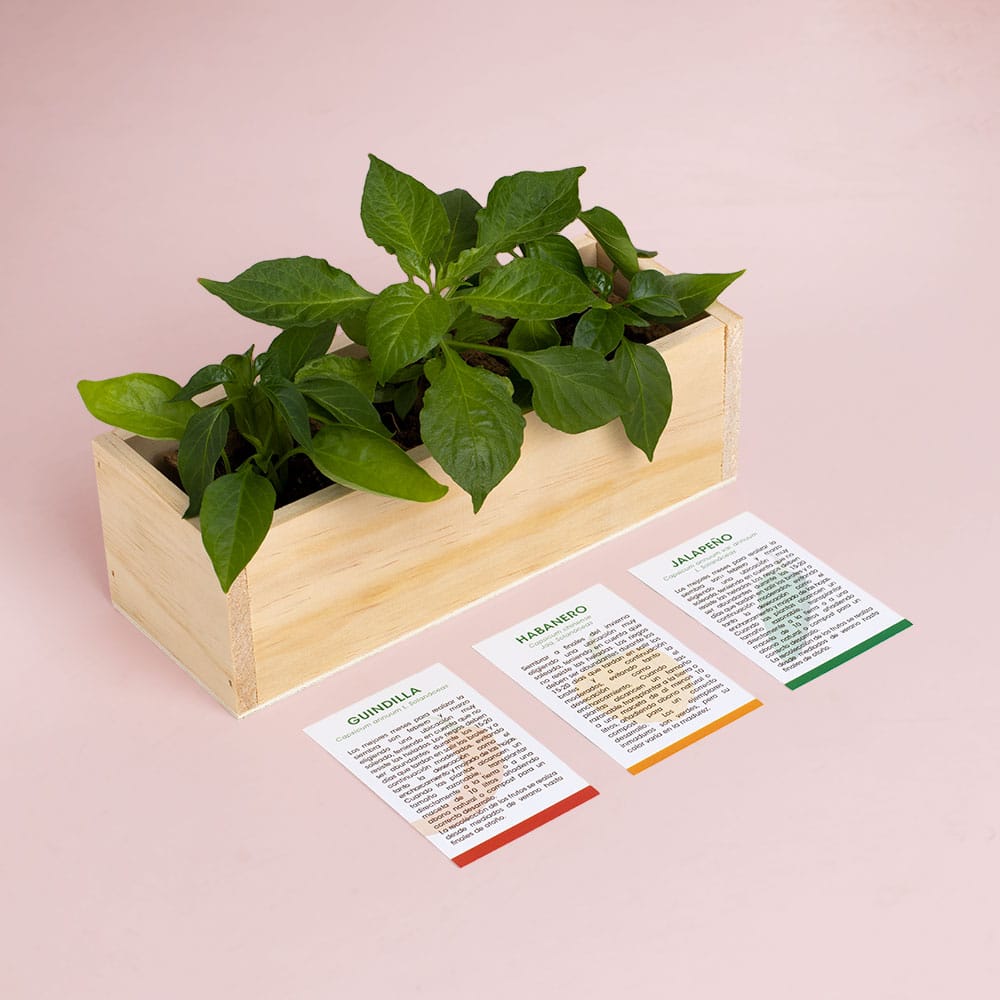 Kit Autocultivo Picantes (guindilla, habanero y jalapeño)