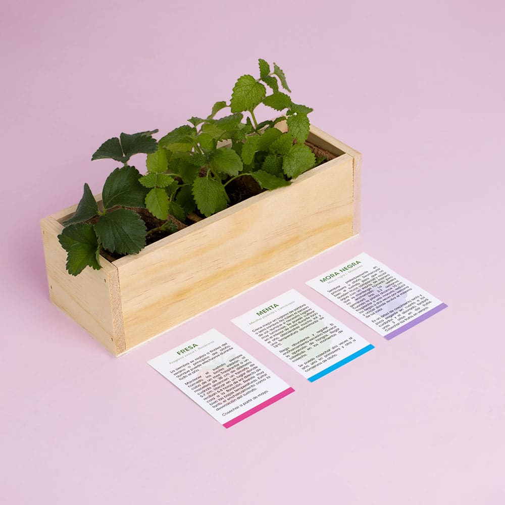 Kit Autocultivo Postres (Fresa, menta y mora)