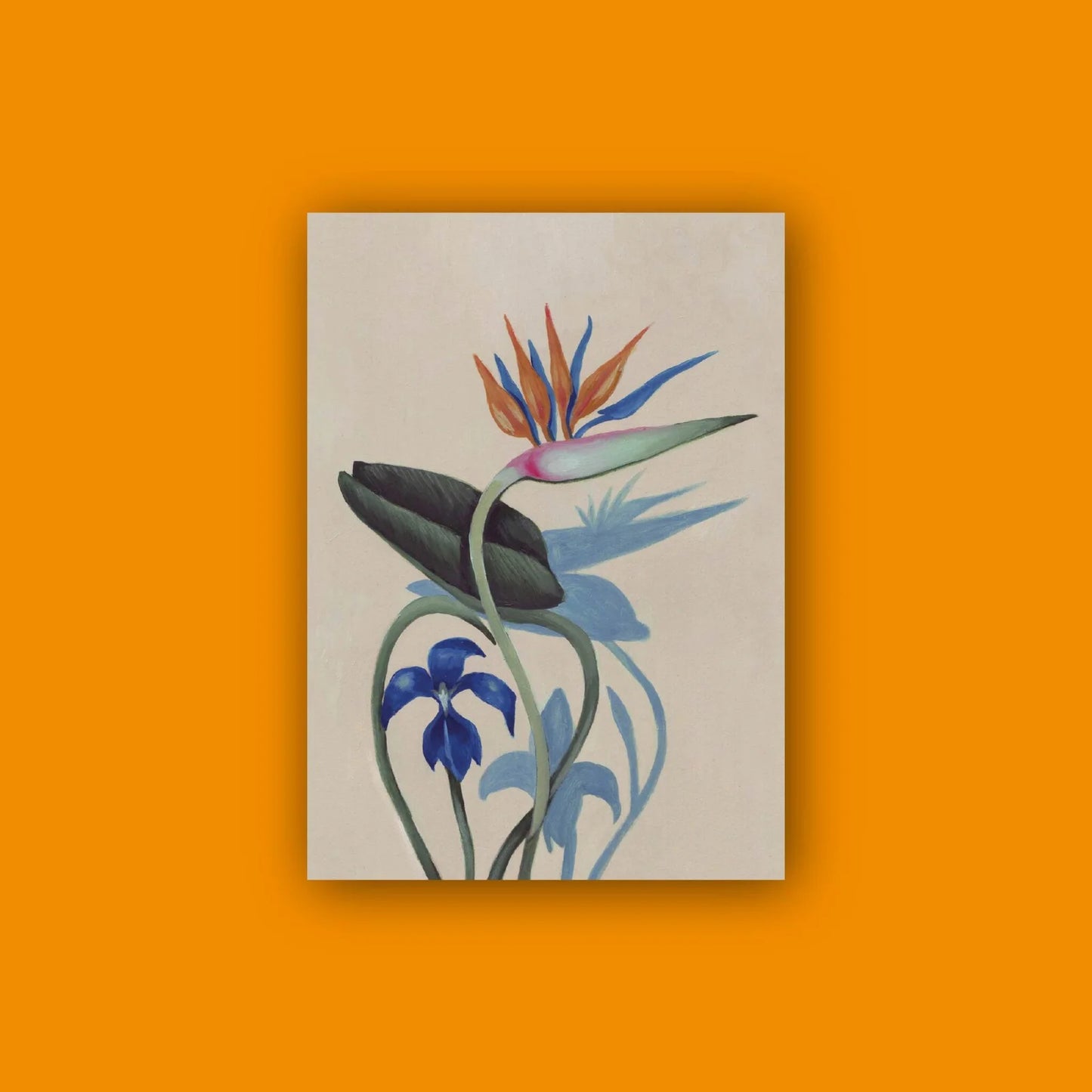 Libreta Dracunculus